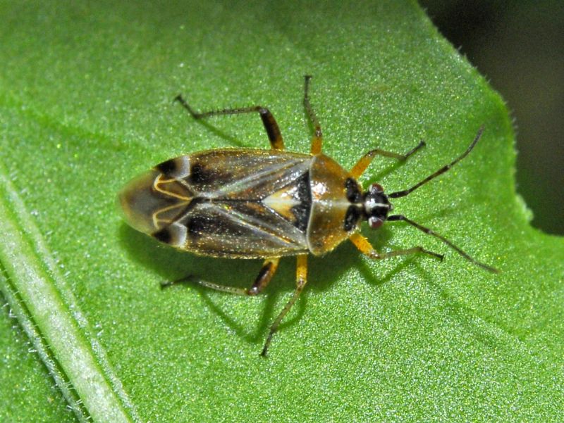 Miridae: Harpocera thoracica, femmina